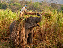 Asian elephant (Elephas maximus) domesticated elephant working, picking reeds, Kaziranga National Park, Assam, India, March 2009.