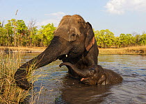 Asian elephant (Elephas maximus) mother and baby domesticated elephants in water, Bandhavgarh National Park, India. March.