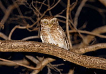 Spotted owlet (Athene brama) at night, Bandhavgarh National Park,   India, March.