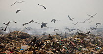 Black kites (Milvus migrans) scavenging at landfill site, Guwahti, Assam, India, March 2009.
