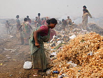 Rag picker woman going through rubbish at landfill site,  Guwahti, Assam, India, March 2009.