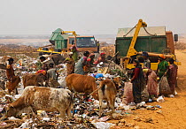 Indian women on landfill site, picking through the rubbish, with cattle, Guwahti, Assam, India, March 2009.