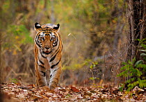 Bengal tiger (Panthera tigris tigris) walking, Bandhavgarh National Park, India.