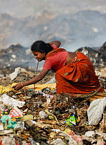 Indian woman in sari picking through rubbish a t a landfill site, Guwahti, Assam, India, March 2009.