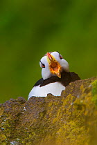 Horned puffin (Fratercula corniculata), close-up with open bill (yawning) facing camera. St. Paul Island, Pribilofs, Alaska, USA. The rearward-facing spines visible on its palate enable it to carry mu...