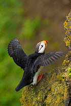 Horned puffin (Fratercula corniculata), with outspread wings as it tries to keep its balance on steep cliff ledge, Southwest bluffs, St. Paul Island, Pribilofs, Alaska, USA, July.