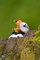 Horned puffin (Fratercula corniculata), close-up with open bill (yawning), St. Paul Island, Pribilofs, Alaska, USA. The rearward-facing spines visible on its palate enable it to carry multiple fish at...