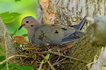 Mourning dove (Zenaida macroura), adult incubating on nest, New York, USA, June.