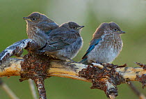 Mountain bluebirds (Sialia currucoides), three fledglings, Parker Canyon, Mono Lake Basin, California, USA, June.