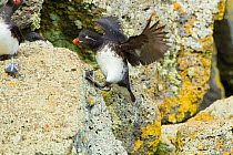 Parakeet auklet (Aethia psittacula), climbing up steep rock with outspread wings for balance, St. Paul Island, Pribilofs, Alaska, USA, July.
