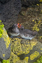 Parakeet auklets (Aethia psittacula) pair calling together while perched on rock on cliff face, St. Paul Island, Pribilofs, Alaska, USA, July.