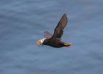 Tufted puffin (Fratercula cirrhata) in flight carrying mutliple fish in its bill for young, St. Paul Island, Pribilofs, Alaska, USA July.