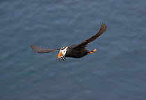 Tufted puffin (Fratercula cirrhata) in flight carrying mutliple fish in its bill for young, St. Paul Island, Pribilofs, Alaska, USA July.