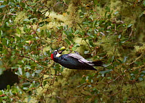 Acorn woodpecker (Melanerpes formicivorus), female clings upside down in Coast live oak (Quercus agrifolia) to gather an acorns Bear Valley Trail, Point Reyes, California, USA. October 2014.