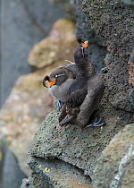 Crested auklets (Aethia cristatella) pair interacting while perched on rock, St Paul Island, Pribilofs, Alaska, USA, July.