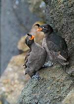 Crested auklets (Aethia cristatella) pair interacting while perched on rock, St Paul Island, Pribilofs, Alaska, USA, July.
