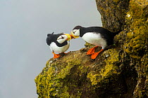 Horned puffins (Fratercula corniculata) pair interacting by touching bills while perched on cliff ledge, St. Paul Island, Pribilofs, Alaska, USA, July.