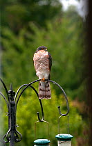 Sparrowhawk (Accipiter nisus) perched on  bird feeder, Devon, UK, September.