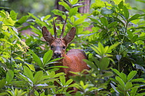 Roe Deer (Capreolus capreolus) stag peering through vegetation, Peerdsbos, Brasschaat, Belgium, July.