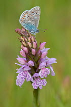 Common Blue (Polyommatus icarus) on Heath spotted orchid (Dactylorhiza maculata)  Brasschaat, Belgium, May.
