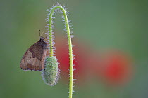 Meadow brown butterfly (Maniola jurtina) covered in dew on Corn poppy (Papaver rhoeas) flower bud, De Inslag,  Brasschaat, Belgium, June.