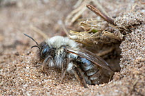 Ashy mining bee (Andrena cineraria) in burrow, Klein Schietveld, Brasschaat, Belgium, March.