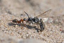 Red wood ant (Formica rufa) with dead Ashy mining bee (Adrena cineraria), Klein Schietveld, Brasschaat, Belgium, April.