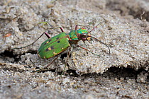 Green tiger beetle (Cicindela campestris) Klein Schietveld, Brasschaat, Belgium, April.