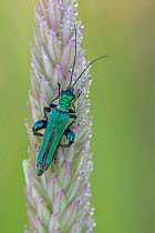 Thick-legged flower beetle (Oedemera nobilis) on grass seed head, Klein Schietveld, Brasschaat, Belgium, June.