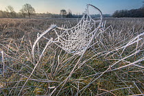 Frost covered  spiderweb at sunrise, Klein Schietveld, Brasschaat, Belgium, March.