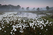 Common cottongrass (Eriophorum angustifolium) at dawn,  Groot Schietveld, Wuustwezel, Belgium, June.