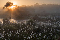 Common cottongrass (Eriophorum angustifolium) at dawn,  Groot Schietveld, Wuustwezel, Belgium, June.