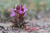 Small lousewort (Pedicularis sylvatica) Klein Schietveld, Brasschaat, Belgium, May.