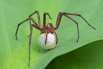 Nursery web spider (Pisaura mirabilis) carrying eggs, Brasschaat, Belgium, June.