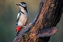 Great spotted woodpecker(Dendrocopus major) male perched on branch, Brasschaat, Belgium, January.
