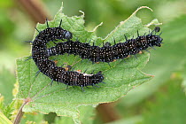 Peacock butterflly (Inachis io) caterpillar, Lauwersmeer, the Netherlands, July.