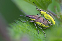 Green weevils (Curculio viridis) mating, Peerdsbos, Brasschaat, Belgium, June.