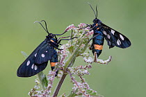 Nine-spotted moths (Syntomis phegea) on Nettle (Urtica dioica) Peerdsbos, Brasschaat, Belgium, June.