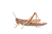 Steppe grasshopper (Chorthippus dorsatus) female, Germany, September,  Meetyourneighbours.net project