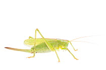 Upland green bush-cricket (Tettigonia cantans) female, The Netherlands, September,  Meetyourneighbours.net project