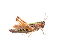 Common green grasshopper (Omocestus viridulus) female, The Netherlands, September,  Meetyourneighbours.net project