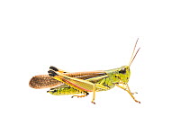 Large marsh grasshopper (Stethophyma grossum) male, The Netherlands, July,  Meetyourneighbours.net project