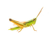 Chrysochraon dispar (Large gold grasshopper) male, The Netherlands, July,  Meetyourneighbours.net project