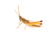 Chrysochraon dispar (Large gold grasshopper) male, The Netherlands, July,  Meetyourneighbours.net project
