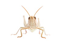 Chrysochraon dispar (Large gold grasshopper) female, The Netherlands, July,  Meetyourneighbours.net project