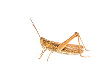 Lesser marsh grasshopper (Chorthippus albomarginatus) male, The Netherlands, July,  Meetyourneighbours.net project
