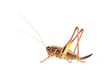 Bog bush-cricket (Metrioptera brachyptera) female, The Netherlands, July,  Meetyourneighbours.net project