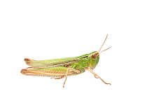 Lesser marsh grasshopper (Chorthippus albomarginatus) female, The Netherlands, July,  Meetyourneighbours.net project