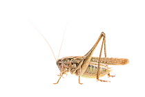 Grey bush-cricket (Platycleis albopunctata) male, France, July,  Meetyourneighbours.net project