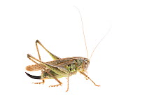 Grey bush-cricket (Platycleis albopunctata) female, France, July,  Meetyourneighbours.net project